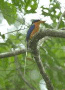 Buff-breasted Paradise-kingfisher